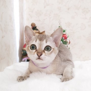 シンガプーラ【埼玉県・女の子・2025年8月1日・セピアアグーティ（短い）】の写真「両親チャンピオン👑希少な世界最小猫種✨」