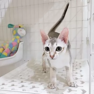 修正作品　プカプカ猫 修正作品 プカプカ猫 karafura_mg-k1011-3pout