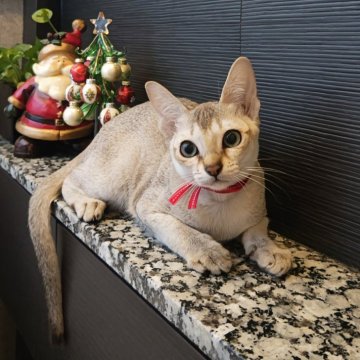 シンガプーラ【埼玉県・女の子・2025年7月18日・セピアアグーティ（短い）】の写真「希少な世界最小猫種✨父猫グランドチャンピオン👑」