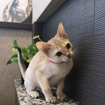 シンガプーラ【埼玉県・女の子・2025年8月4日・セピアアグーティ（短い）】の写真「希少な世界最小猫種✨小さくて甘えん坊な女の子💕」