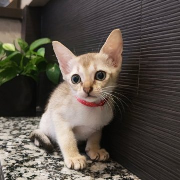 シンガプーラ【埼玉県・女の子・2025年5月21日・セピアアグーティ（短い）】の写真「希少な世界最小猫種✨小さな妖精と言われています💕」