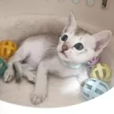 シンガプーラ