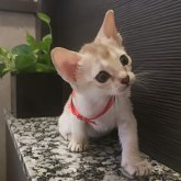 シンガプーラ