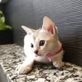 シンガプーラ【埼玉県・女の子・2025年7月18日・セピアアグーティ】の写真1「小さな時からべっぴんさん💗」