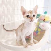 シンガプーラ