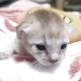 シンガプーラ