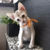 シンガプーラ