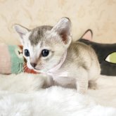 シンガプーラ