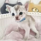 シンガプーラ