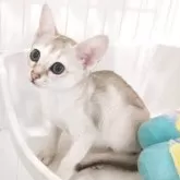 シンガプーラ