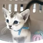 シンガプーラ
