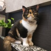 エキゾチックショートヘア