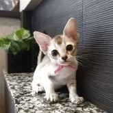 シンガプーラ