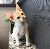 シンガプーラ