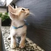 シンガプーラ【埼玉県・男の子・2025年5月10日・セピアアグーティ】の写真2