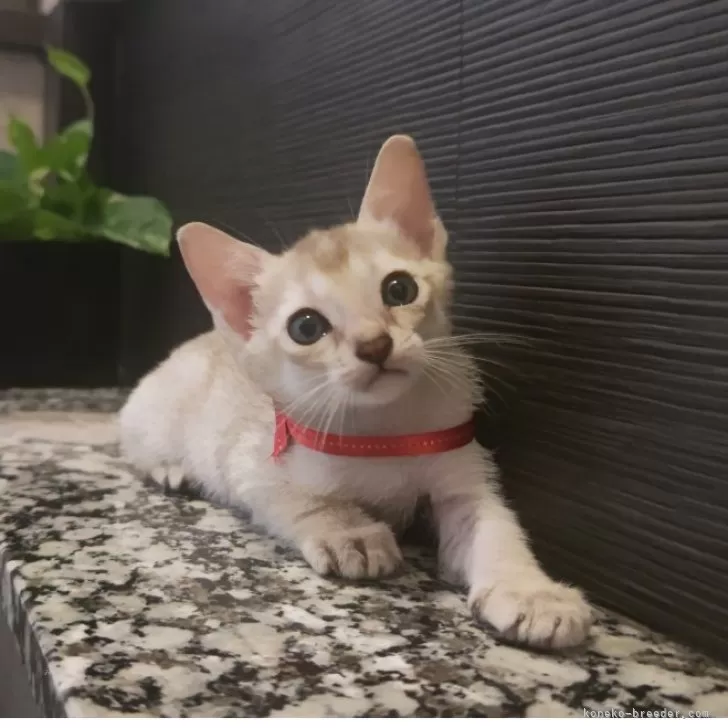 感謝価格(‗- ·̫ -‗^)ꪆ  ❤︎グリーンアイ猫ちゃん かわいいねこちゃん珪藻土コースター (四角)の商品購入ページ