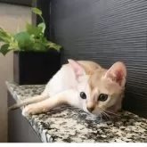 シンガプーラ【埼玉県・女の子・2025年7月18日・セピアアグーティ】の写真7