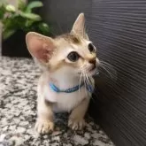 シンガプーラ【埼玉県・男の子・2025年5月10日・セピアアグーティ】の写真3