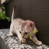 シンガプーラ【埼玉県・男の子・2025年7月11日・セピアアグーティ】の写真6