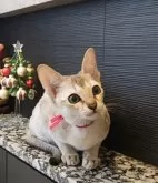 シンガプーラ【埼玉県・女の子・2025年7月18日・セピアアグーティ】の写真6