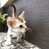 シンガプーラ【埼玉県・男の子・2025年5月10日・セピアアグーティ】の写真4