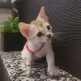 シンガプーラ【埼玉県・女の子・2025年7月18日・セピアアグーティ】の写真13