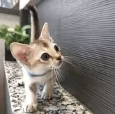 シンガプーラ【埼玉県・男の子・2025年5月10日・セピアアグーティ】の写真5