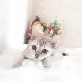 シンガプーラ【埼玉県・男の子・2025年9月4日・セピアアグーティ】の写真5