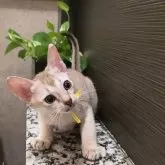 シンガプーラ【埼玉県・男の子・2025年7月11日・セピアアグーティ】の写真8