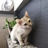 シンガプーラ【埼玉県・女の子・2025年8月4日・セピアアグーティ】の写真9