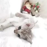 シンガプーラ【埼玉県・男の子・2025年9月4日・セピアアグーティ】の写真4「甘えん坊な僕ちゃんです💙」