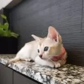 シンガプーラ【埼玉県・女の子・2025年7月18日・セピアアグーティ】の写真10