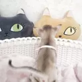 シンガプーラ【埼玉県・女の子・2025年9月4日・セピアアグーティ】の写真6