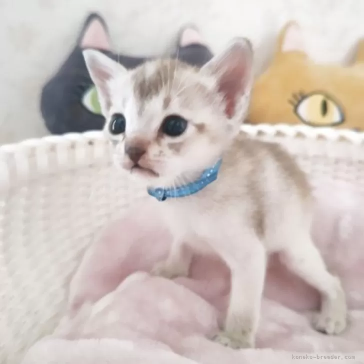 シンガプーラ【埼玉県・男の子・2025年9月4日・セピアアグーティ