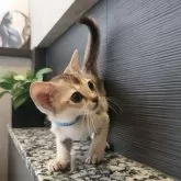 シンガプーラ【埼玉県・男の子・2025年5月10日・セピアアグーティ】の写真8