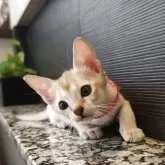 シンガプーラ【埼玉県・女の子・2025年7月18日・セピアアグーティ】の写真2