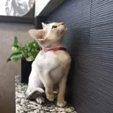 シンガプーラ【埼玉県・女の子・2025年8月4日・セピアアグーティ】の写真3「置き物のように美しい✨✨✨」