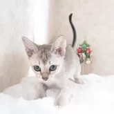 シンガプーラ【埼玉県・男の子・2025年9月4日・セピアアグーティ】の写真7