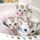 シンガプーラ【埼玉県・女の子・2025年9月4日・セピアアグーティ】の写真9