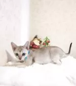 シンガプーラ【埼玉県・男の子・2025年9月4日・セピアアグーティ】の写真6