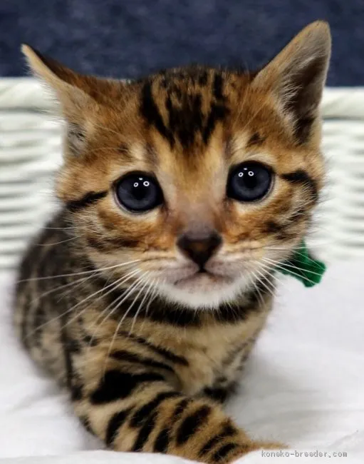 M.T 様のお迎えした子猫