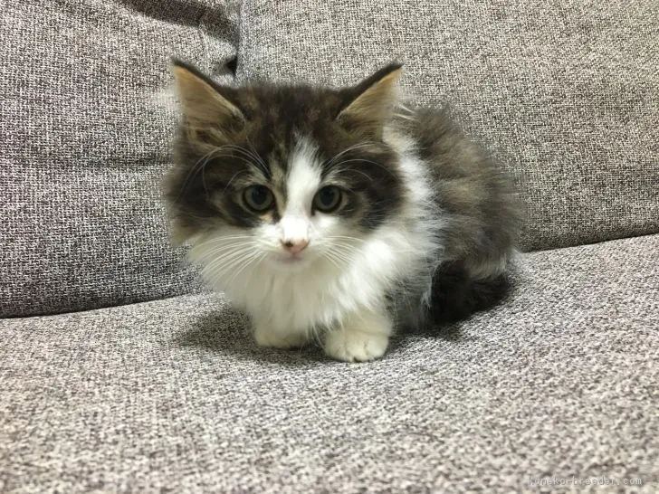 ID：1809-01370の子猫
