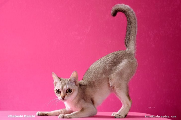 シンガプーラ【・女の子・2023年5月15日・セーブルティックドタビー】