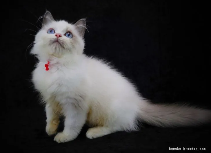 ID:2107-01447の子猫