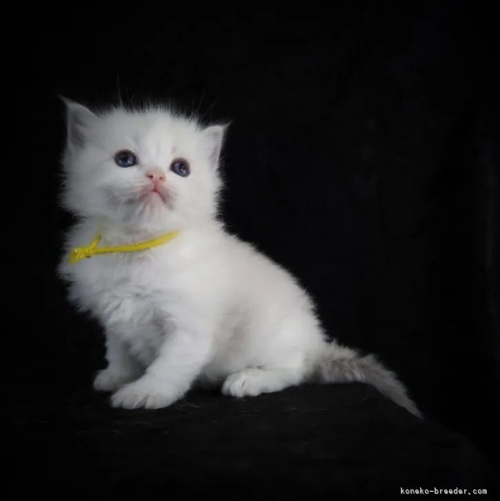 ID:2304-01252の子猫