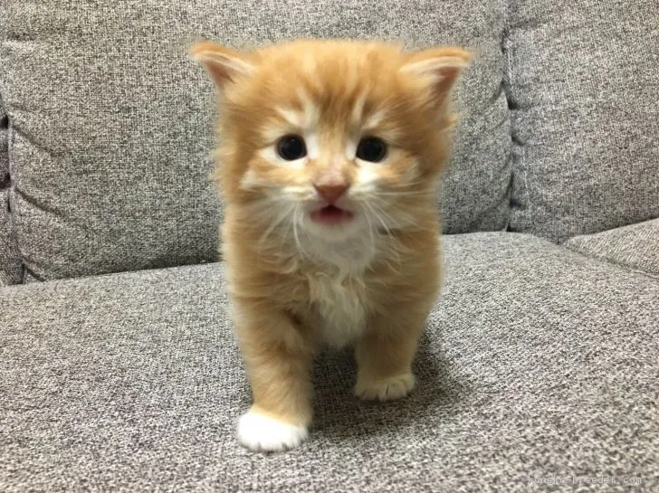 こむぎ 様のお迎えした子猫