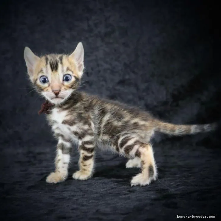 ID：2207-00730の子猫