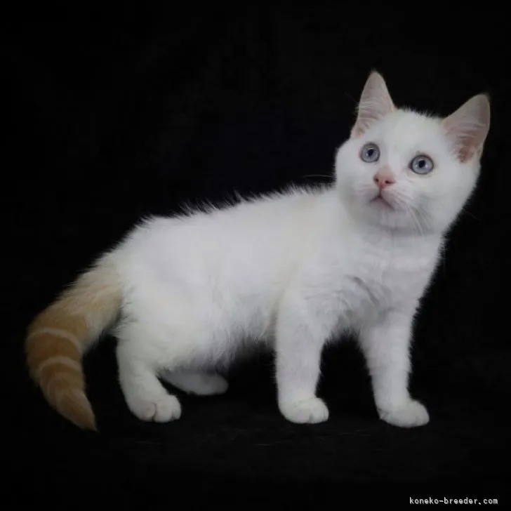 ponitane-mama 様のお迎えした子猫