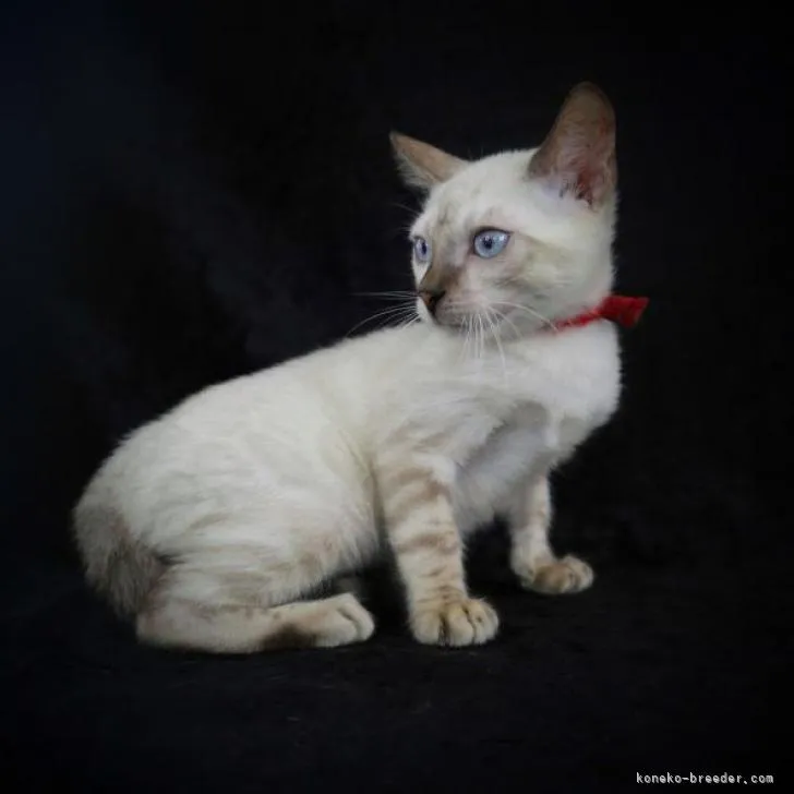 ID:2207-00728の子猫