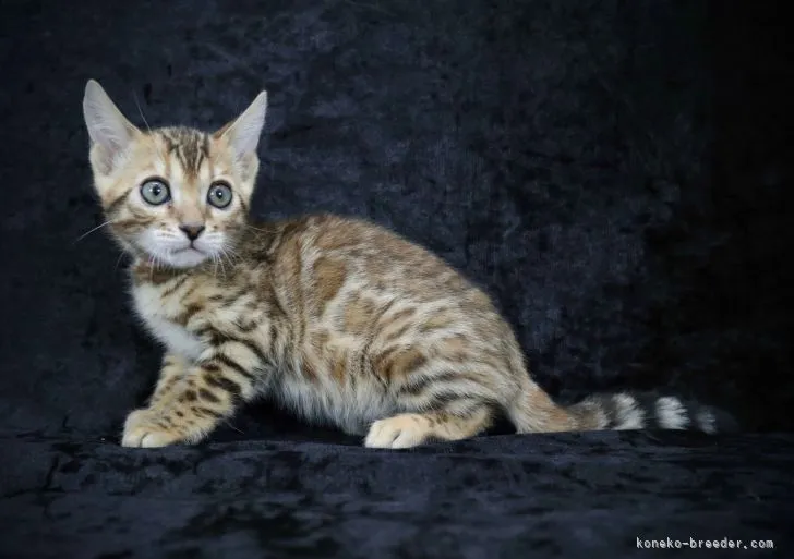 ID：2111-00006の子猫